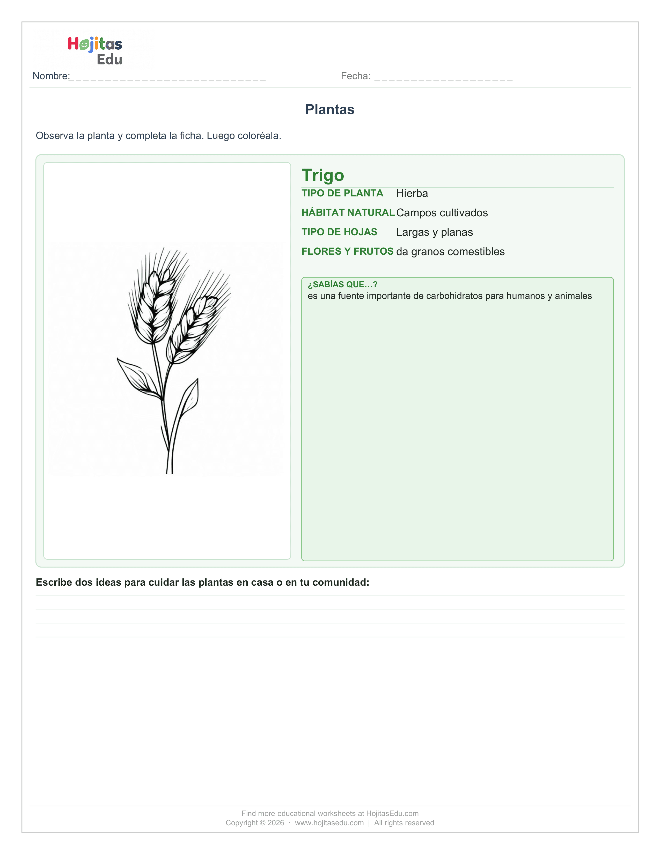 Planta Trigo