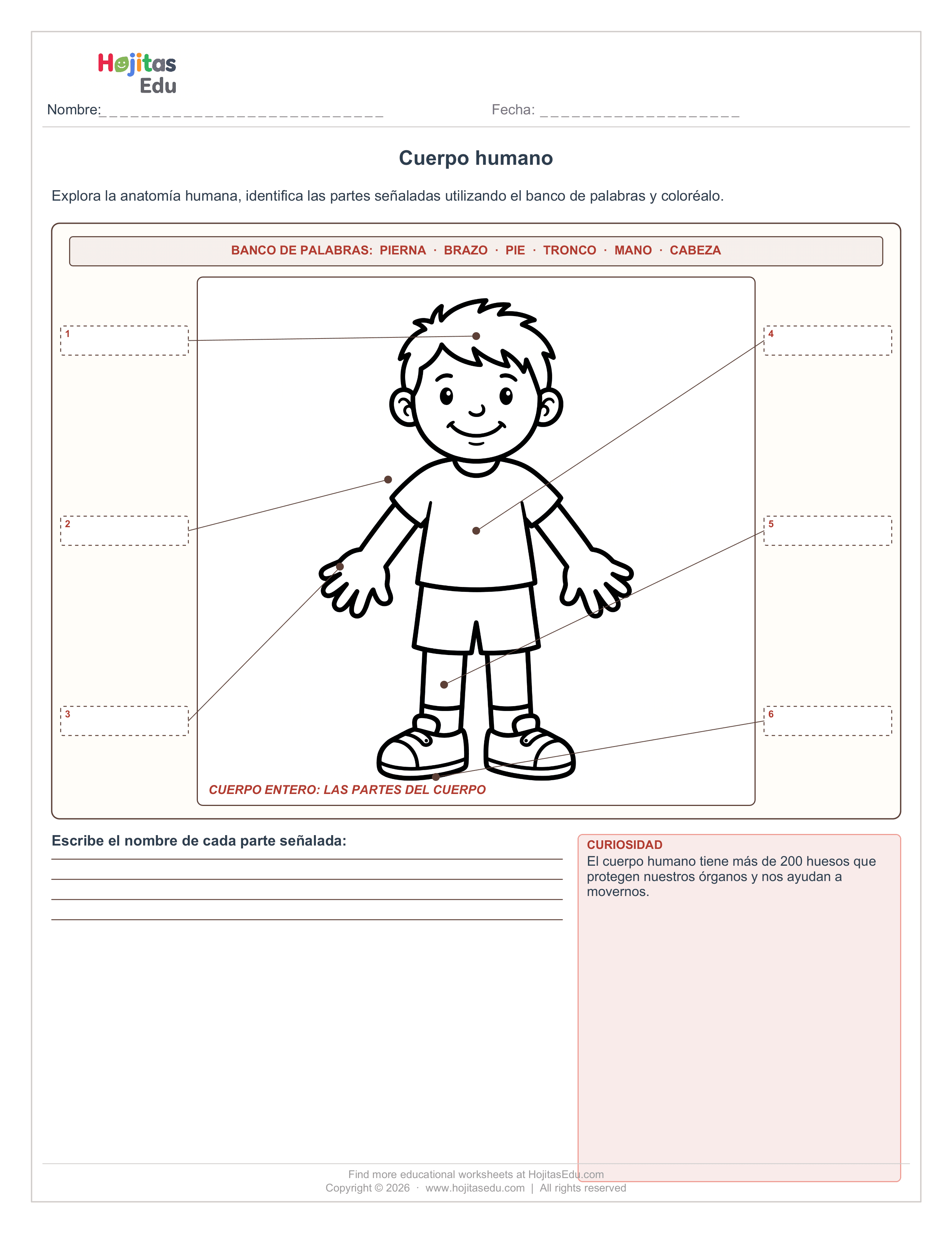 Dibuja y menciona las partes del cuerpo