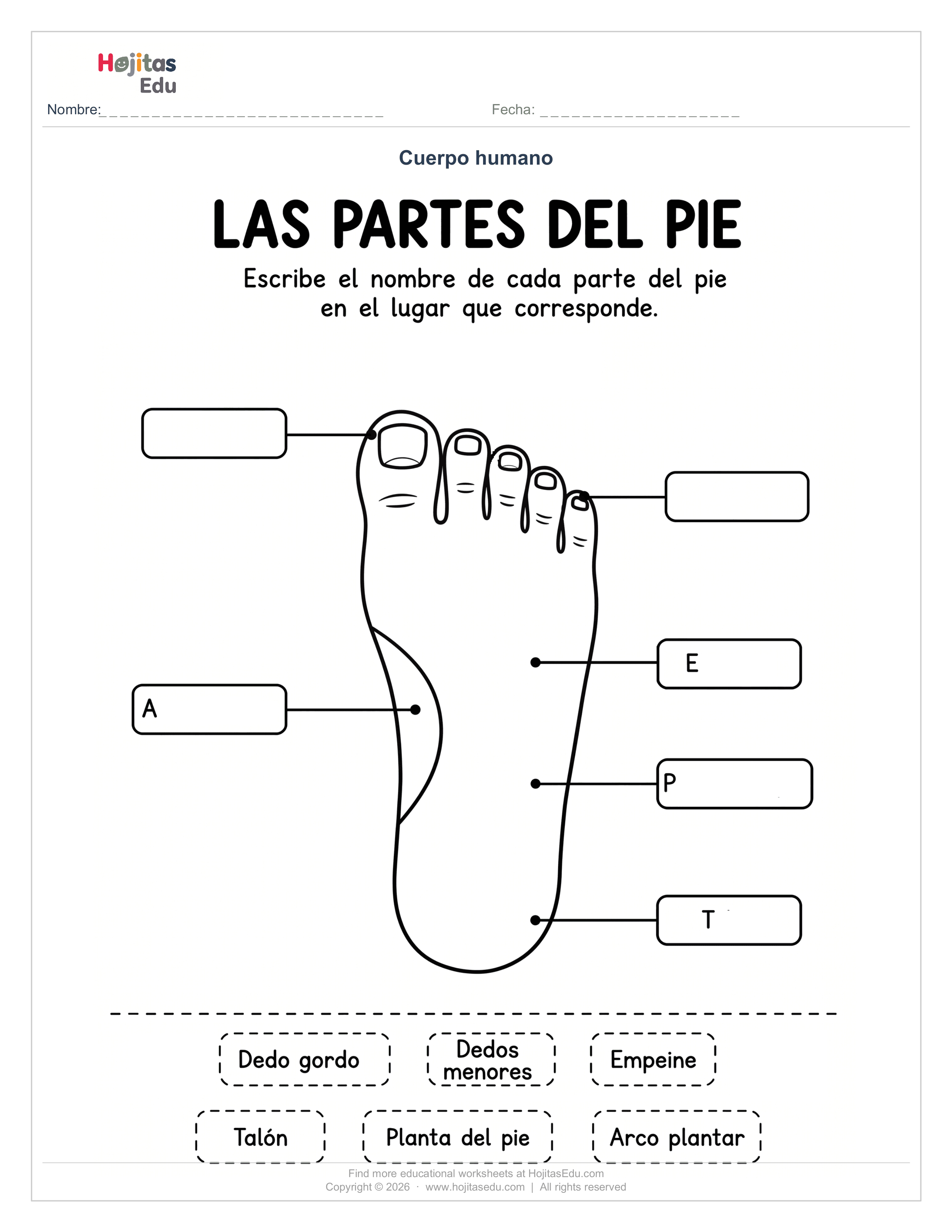 Partes del Pie