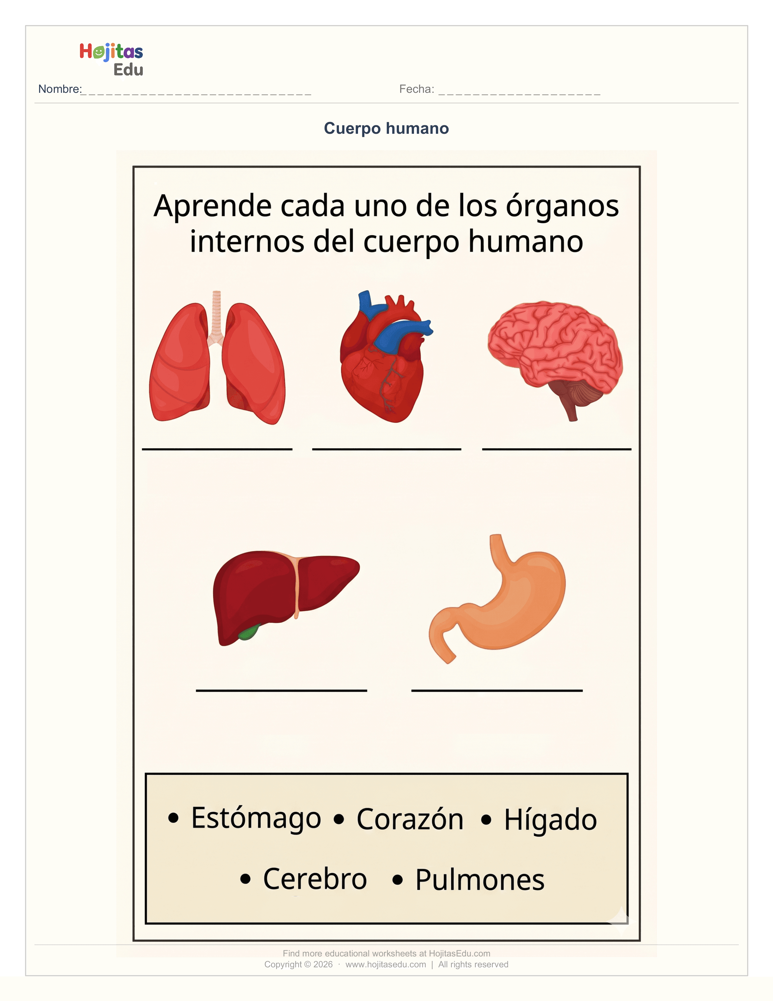 Cuerpo Humano Órganos